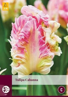 Tulipa Cabanna, 5 Blumenzwiebeln - JUB