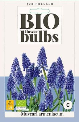 Muscari armeniacum Blumenzwiebeln 10 Zwiebeln Jub