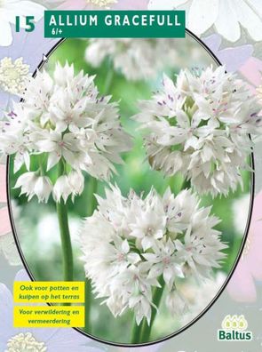 Allium Gracefull pro 15 Baltus