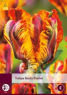 Tulipa Rasta Papagei, 5 Blumenzwiebeln - JUB