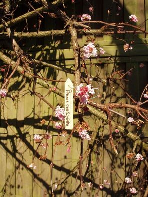 Pflanzschilder aus Holz mit Eisendraht l H10cm Satz mit 15 Stück Nature