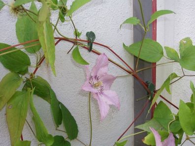 Clematis Klammern grün Satz a 12 Stück Nature