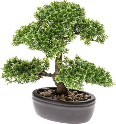 Seidenpflanze Bonsai Ficus Kollektion Driesprong collection