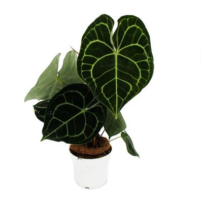 Flamingoblume - Anthurium clarinervium - Herzblattblume - 14cm Topf