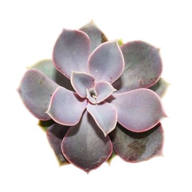 Echeveria - Perle von Nürnberg - kleine Pflanze im 5,5cm Topf