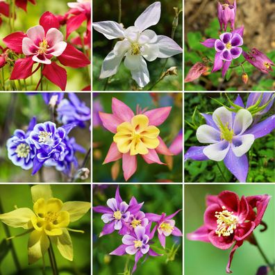 150 Samen Akelei bunter Mix Aquilegia winterharte Staude Bauerngarten-Mischung