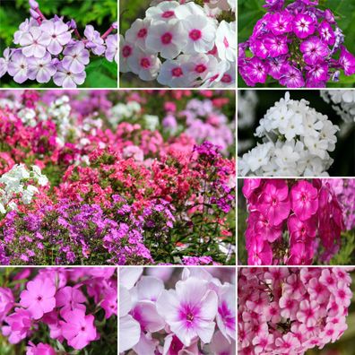 500 Samen PHLOX Mischung Flammenblume Grandiflora Bauerngarten Sommerblumen