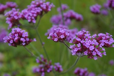 Argentinische Verbene Verbena bonariensis Patagonisches Eisenkraut 200 Samen