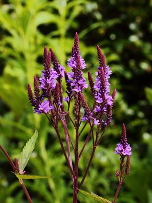 200 Samen Lanzen-Verbene Lanzen-Eisenkraut Verbena hastata