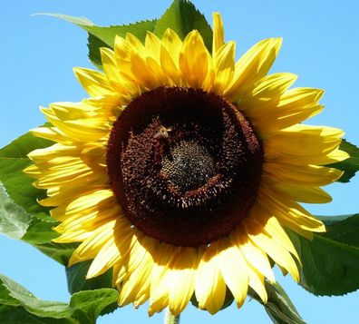 50 Samen Riesen-Sonnenblume Bis Zu 3 Meter Hoch, Riesenblüten Riesensonnenblumen