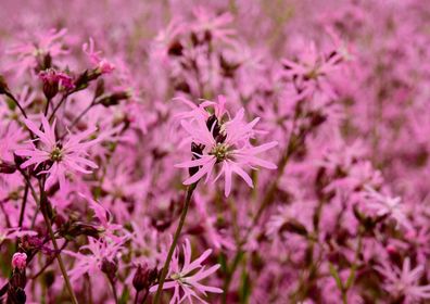 500 Samen Kuckucks-Lichtnelke Lychnis flos-cuculi, dekorative Teichrandpflanze