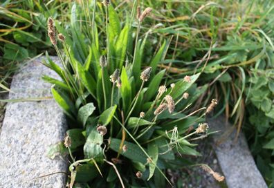 250 Samen Spitzwegerich Spießkraut Lungenblatt Schlangenzunge Plantago Wegerich