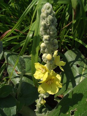 250 Samen Seidenhaar-Königskerze - Verbascum bombyciferum