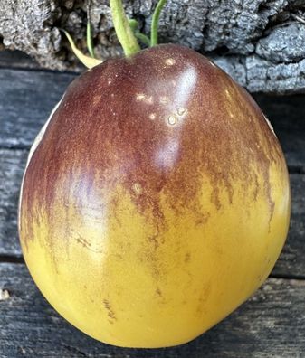 Russische TOMATE BLUZ NA BLUDE 5+ Samen Ochsenherztomate P 584