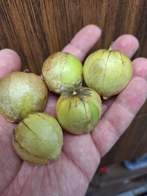 Tomatillo Mramorri - Physalis ixocarpa 20+ Samen - saftige Tomatillosorte So 115