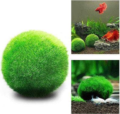 Medium Moss Bälle, Aquarium Dekor, Erbstéck Geschenk, Geliebt von Aquarium