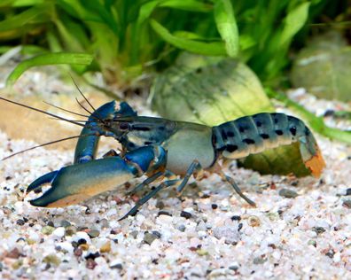 Misool Mini Cherax - Cherax misolicus