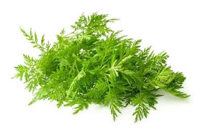 Einjähriger Beifuss Artemisia annua Qing Hao 500 Samen