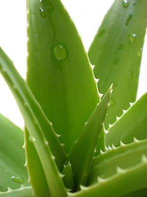 Echte Aloe Vera bardensis miller 5 Samen