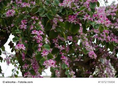 Orchideenbaum Bauhinia purpurea 10 Samen