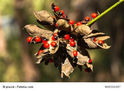 Paternostererbse Abrus precatorius 10 Samen