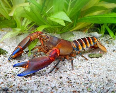 Blue Claw Zebrakrebs - Cherax peknyi var. "Blue Claw"