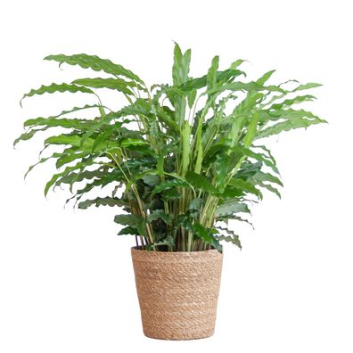 Calathea Rufibarba mit Sofia-Korb natur - Ø17cm - 55cm - Zimmerpflanze - Immergrün