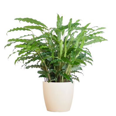 Calathea Rufibarba mit Viber weiß - Ø17cm - 55cm - Zimmerpflanze - Immergrün