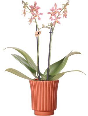 Kolibri Orchids - orange Phalaenopsis Orchidee - Spider in Retro Terracotta