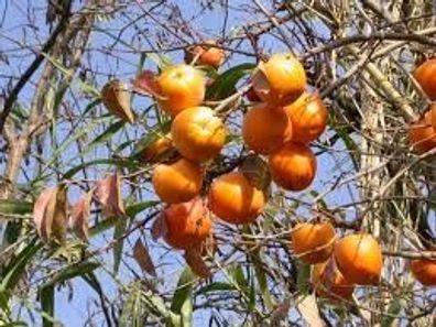 Samen Kakibaum (Diospyros kaki), Kaki, Dattelpflaume