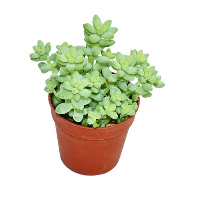 Sedum morganianum burritum - Affenschaukel - 8,5cm Topf