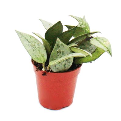 Mini-Pflanze - Hoya krohniana - Porzellanblume - Ideal für kleine Schalen und