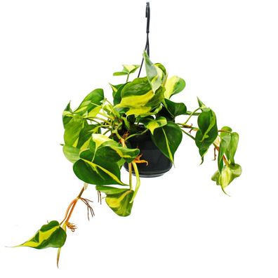 Philodendron scandens Brasil - Kletternder Baumfreund - zweifarbig - 15cm Ampeltop