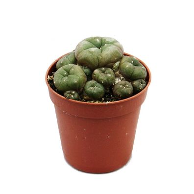 Lophophora williamsii - Peyote - Peyotl Kaktus - blühfähig, 5,5cm Topf - Ariocarpu