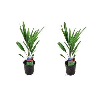 2er Set Trachycarpus Fortunei Palmen - Ca. 50 cm Höhe - Winterharte Hanfpalmen