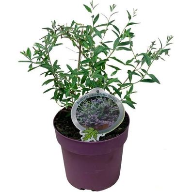 Buddleja alternifolia Unique 20-30 cm perfekte Hänge-Sommerflieder für Garten