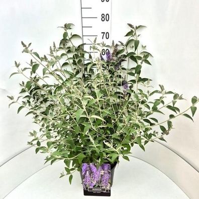 Buddleja Lochinch 20-30 cm Pflegeleichter Schmetterlingsmagnet für Ihren Garten