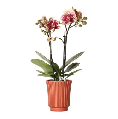 Kolibri Orchids | Gelbe rote Phalaenopsis-Orchidee - Spanien im Retro-Dekotopf