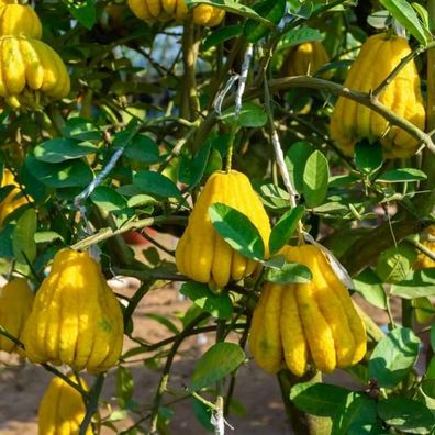 Buddhas Hand Zitrone (Citrus medica) Exotische Zitruspflanze 140-180 cm C17