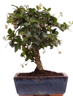 Bonsai - Carmona microphylla, Fukientee 223/01