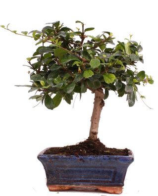 Bonsai - Carmona microphylla, Fukientee 223/02