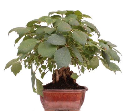 Bonsai - Parthenocissus tricuspidata, Dreispitzige Junfernrebe 223/08