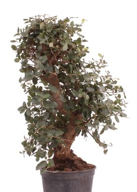 Bonsai - Quercus suber, Korkeiche 223/27