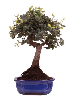 Bonsai - Quercus suber, Korkeiche 223/30