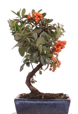 Bonsai - Pyracantha spec., Feuerdorn 223/21