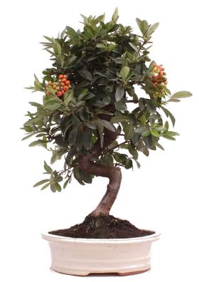 Bonsai - Pyracantha spec., Feuerdorn 223/24