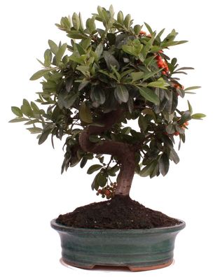 Bonsai - Pyracantha spec., Feuerdorn 223/25