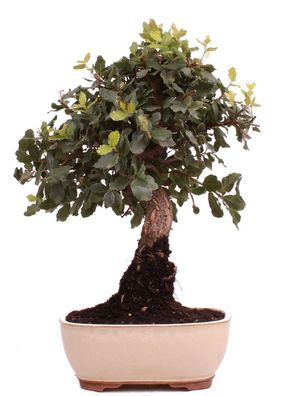 Bonsai - Quercus suber, Korkeiche 223/31