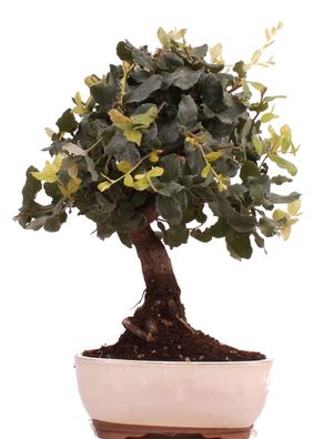 Bonsai - Quercus suber, Korkeiche 223/33