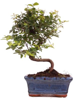 Bonsai - Sageretia theezans, Sageretie, Falscher Tee 223/36